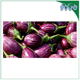 BRINJAL ( EGG PLANT )