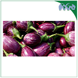 BRINJAL ( EGG PLANT )