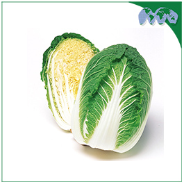 CHINESE CABBAGE