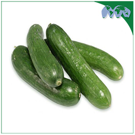 CUCUMBER - LEBANESE