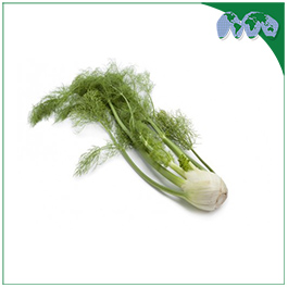 FENNEL BULB