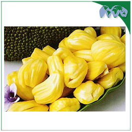 JACK FRUIT