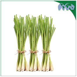 LEMON GRASS