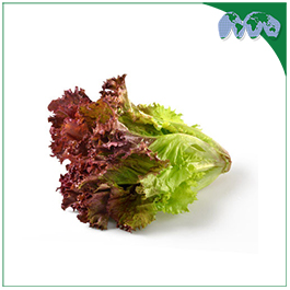 LETTUCE - RED