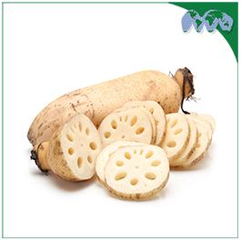 LOTUS ROOT