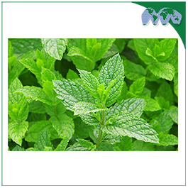 MINT LEAVES