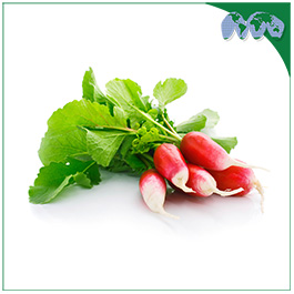 RADISH - RED