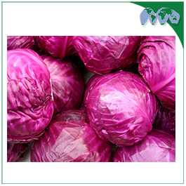 RED CABBAGE