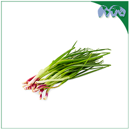 SPRING ONION