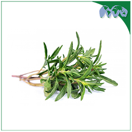 THYME LEAVES