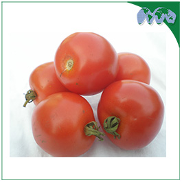 TOMATO THILINI